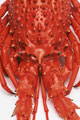 Retail   -    Seafood   -    Fish