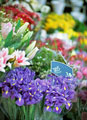 Florist - Retail 